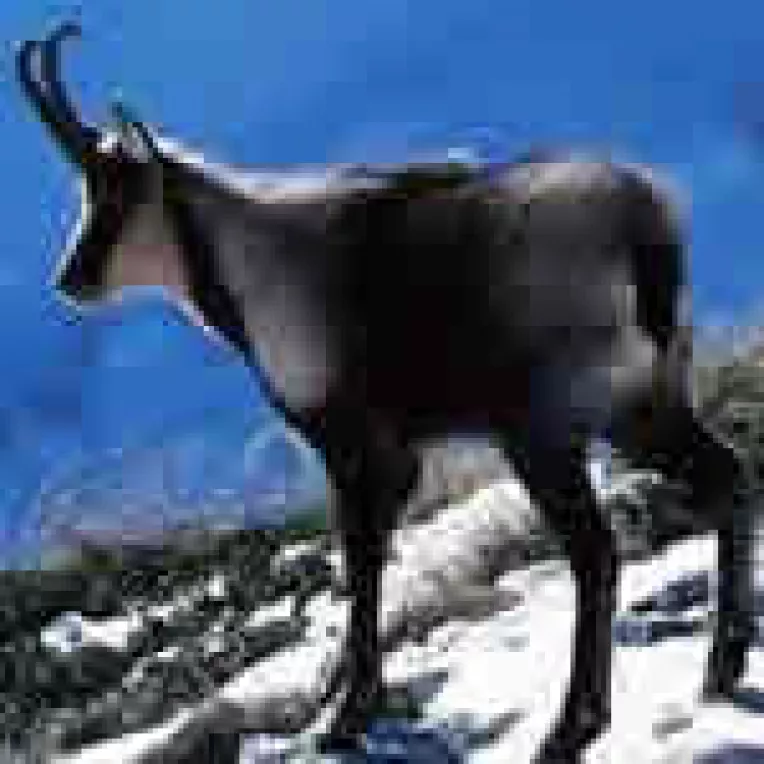 Ciocarlia si capra neagra, doua specii emblematice pentru Romania