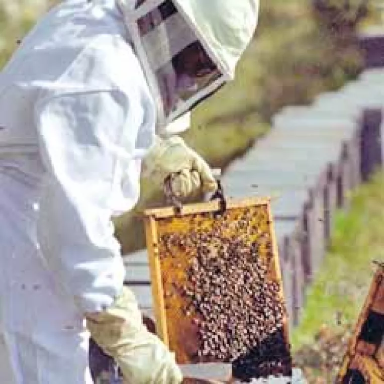 Doar 5 societati au indeplinit criteriile de eligibilitate sa primeasca bani europeni