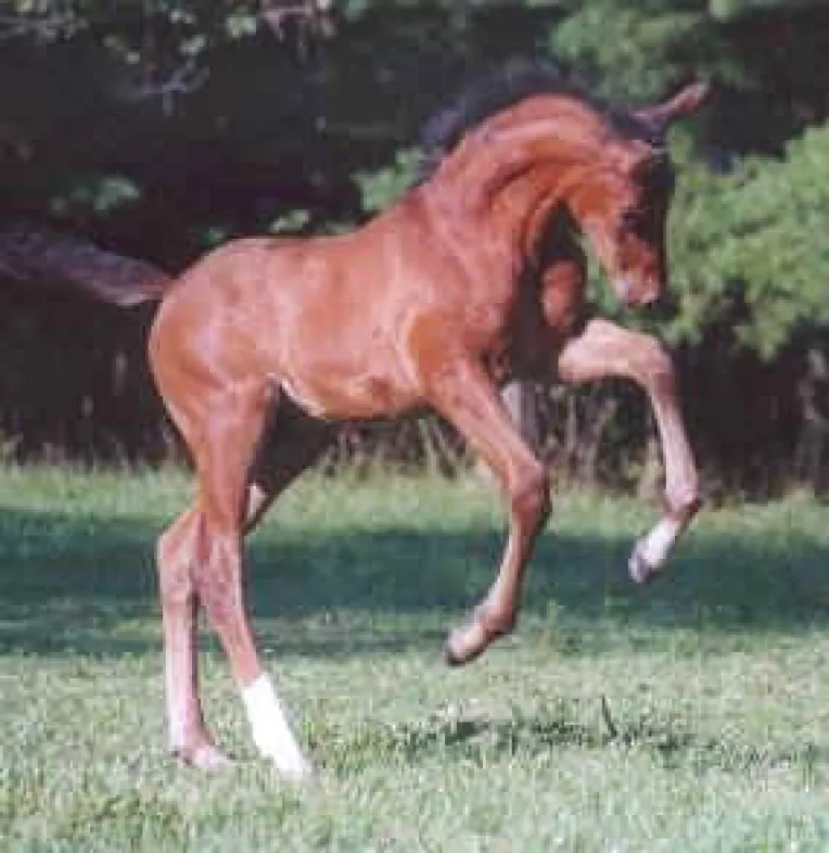 Eticheta lui Iliescu pentru Ponta: "Carlan tanar"