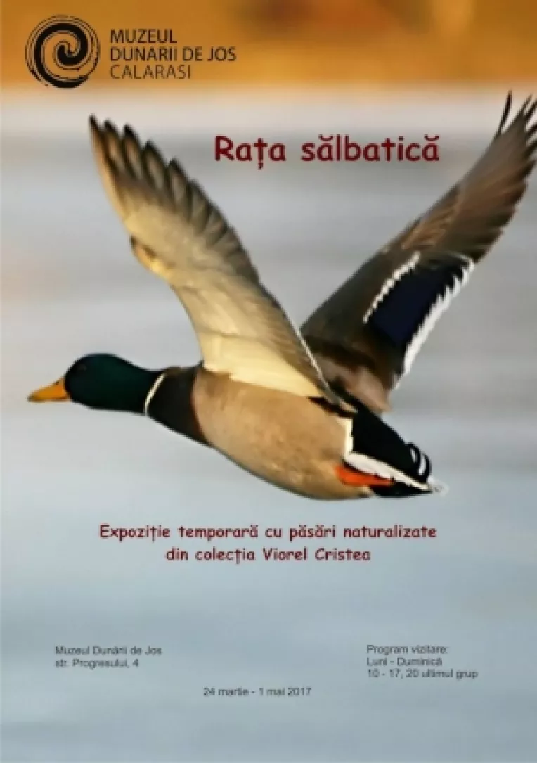 Expozitie la Muzeul Dunarii de Jos din Calarasi: MIRAJUL FAUNEI BALTILOR CALARASENE - RATA SALBATICA