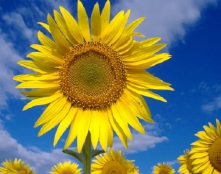 Horoscop: Saptamana 12-18 August 2013