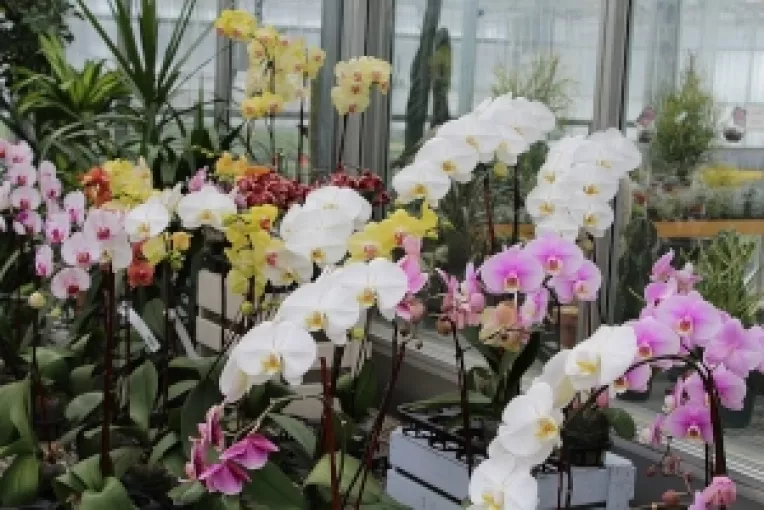 Inmultirea si ingrijirea orhideelor