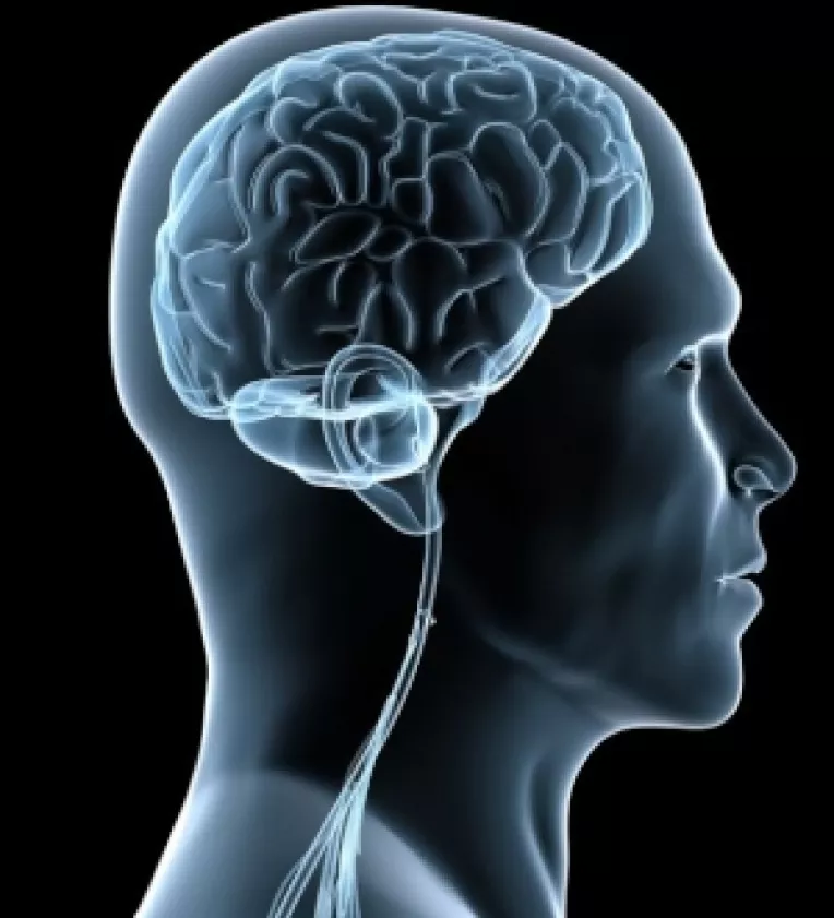 Pentru creier: Paine mai putina, proteine si grasimi mai multe