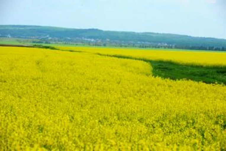 Seceta da batai de cap fermierilor din Tulcea