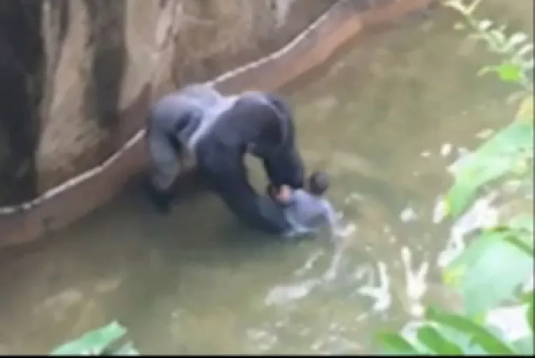 Un copil de 4 ani a cazut in cusca unei gorile, la Gradina Zoologica din Cincinatti, SUA